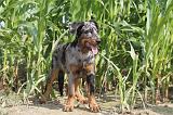 BEAUCERON - PUPPIES 010